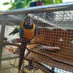 phoca_thumb_m_motlci tropic 41 Fotogalerie
